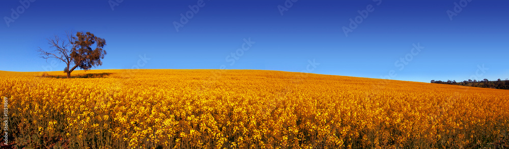 panoramic field