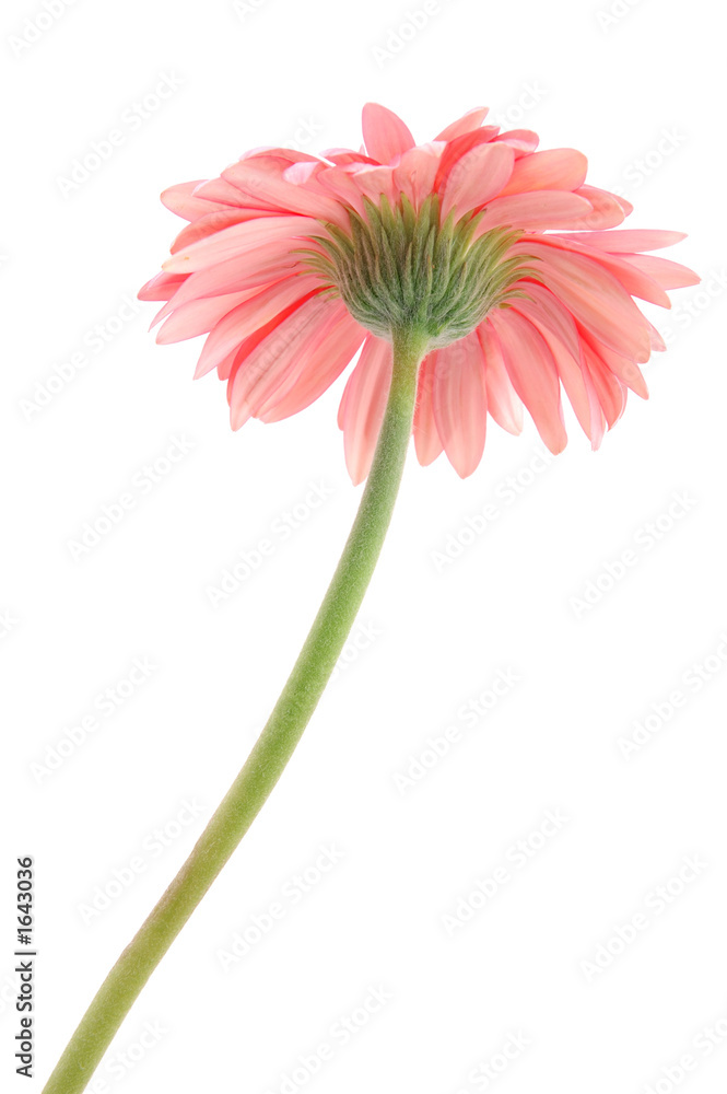 pink gerber daisy bottom