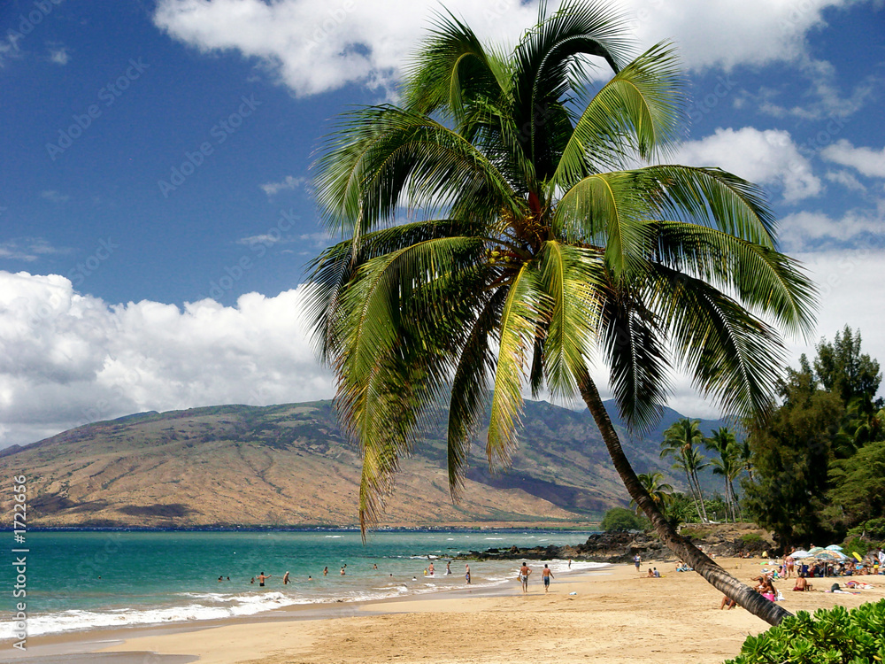 夏威夷毛伊岛海滩上的棕榈树，热带岛屿度假