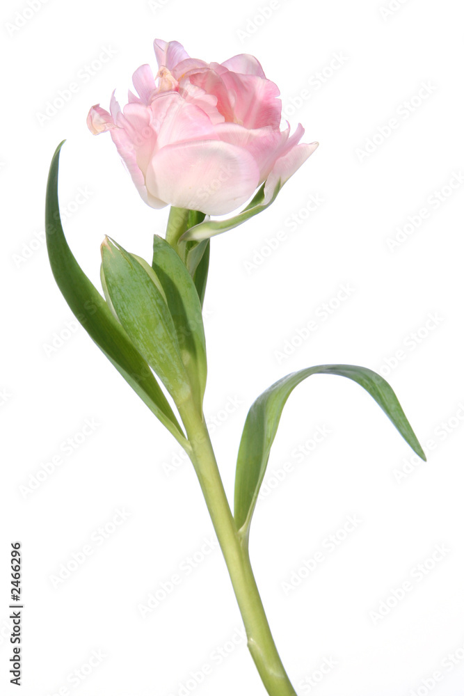 flower tulip detail and isolated