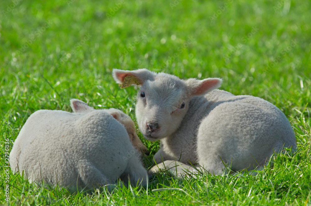 cute lambs on green grass