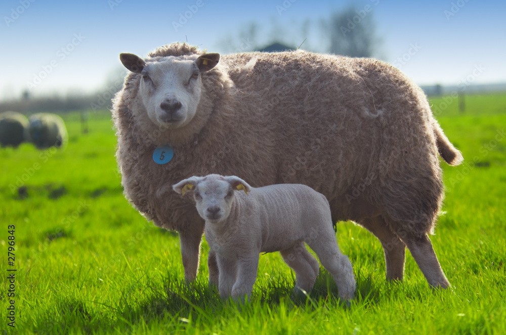 春天里的绵羊和她可爱的小羊羔