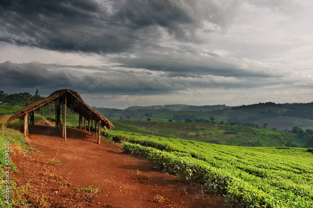 乌干达茶园