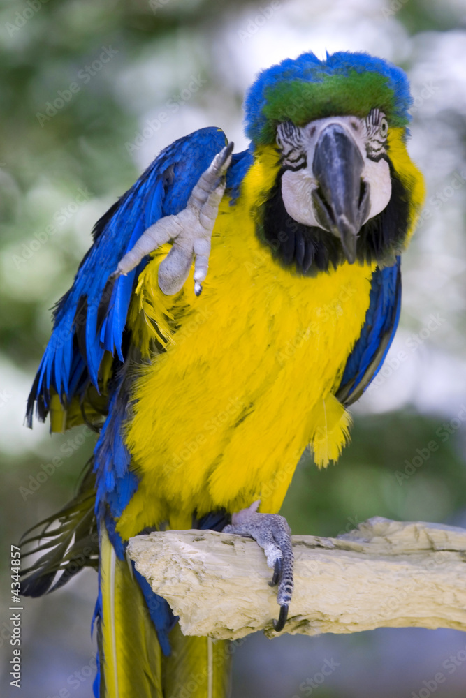 热带金刚鹦鹉看镜头，彩色鸟类特写