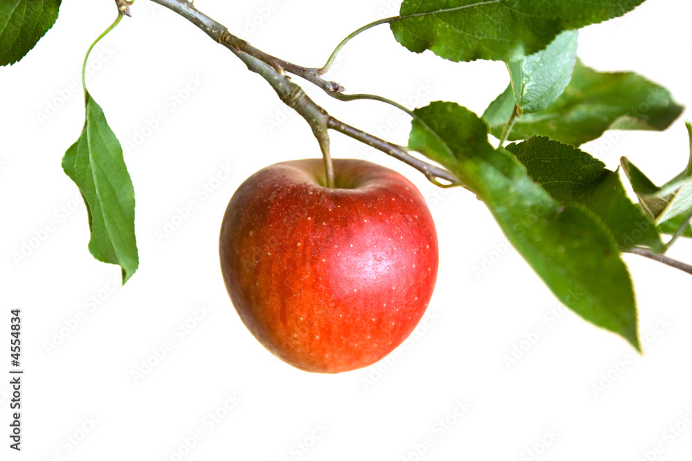 树枝上的苹果