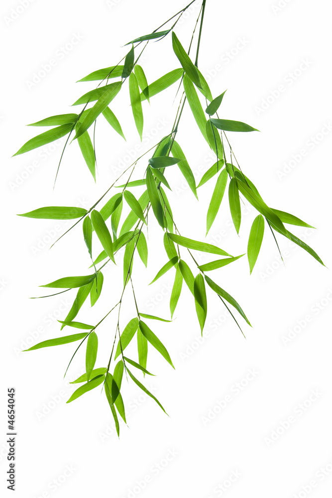 branch of bamboo