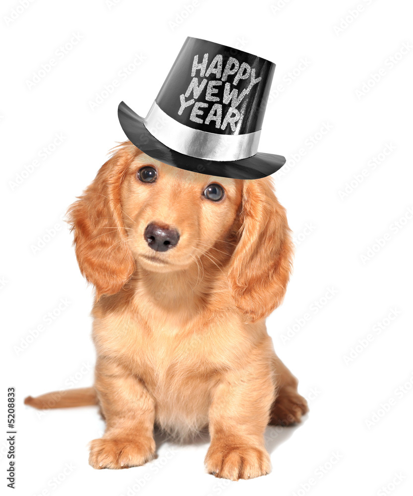 小狗，新年快乐！