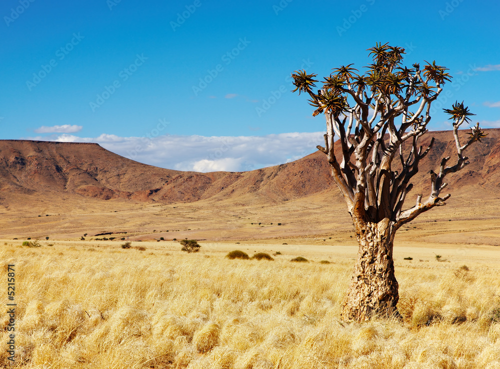 南纳米比亚箭袋树景观（二歧芦荟）