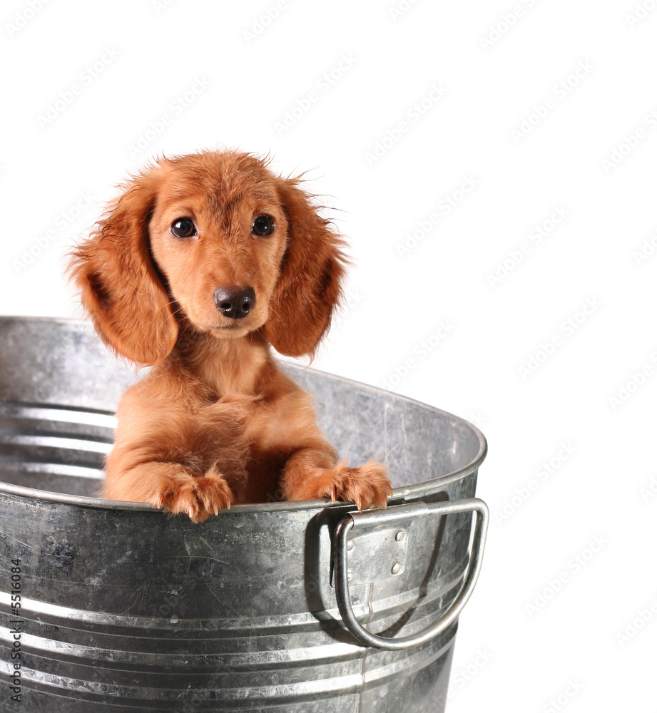 桶里的湿小狗