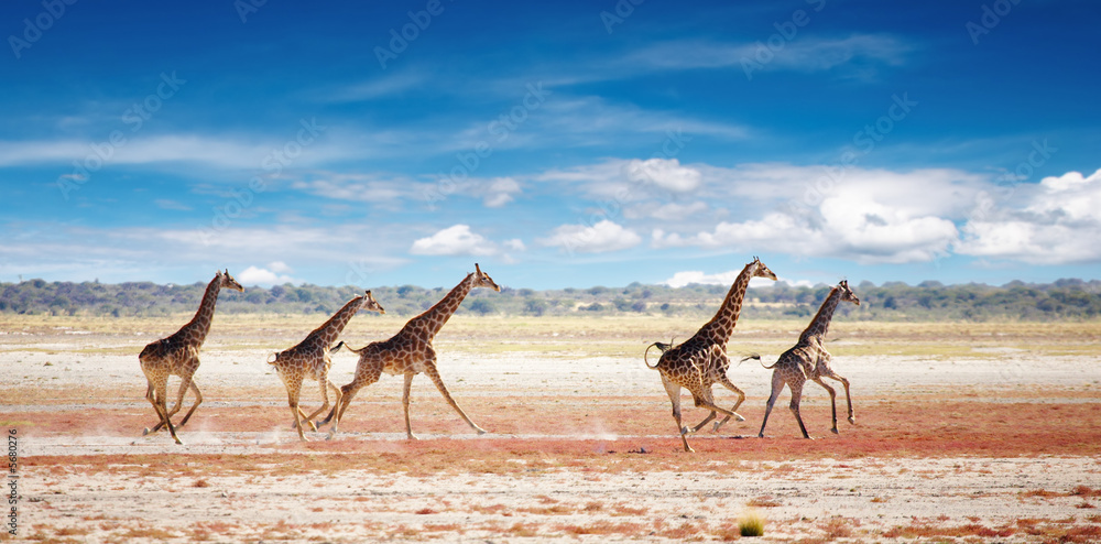 纳米比亚埃托沙非洲大草原上的长颈鹿群