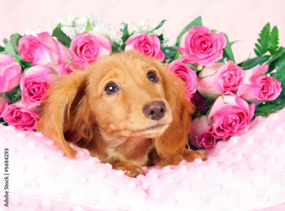 腊肠小狗躺在玫瑰花床上。
