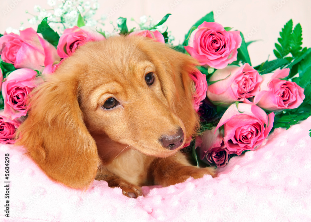 腊肠小狗躺在玫瑰花床上。