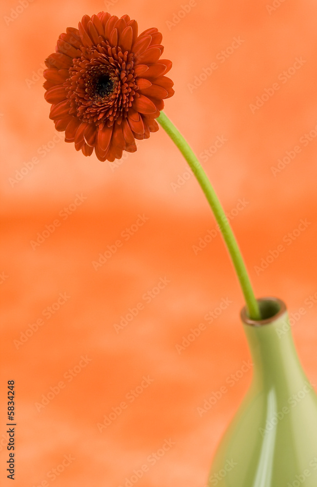 橙色背景下绿色花瓶中雏菊的静物……