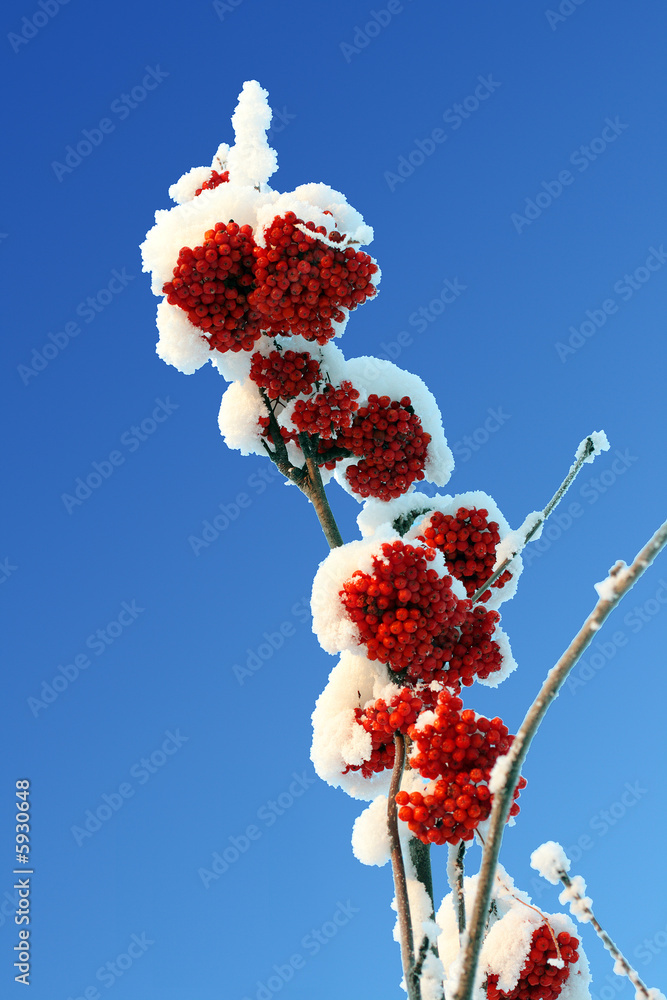 雪和蓝天下的灰浆果红色树枝