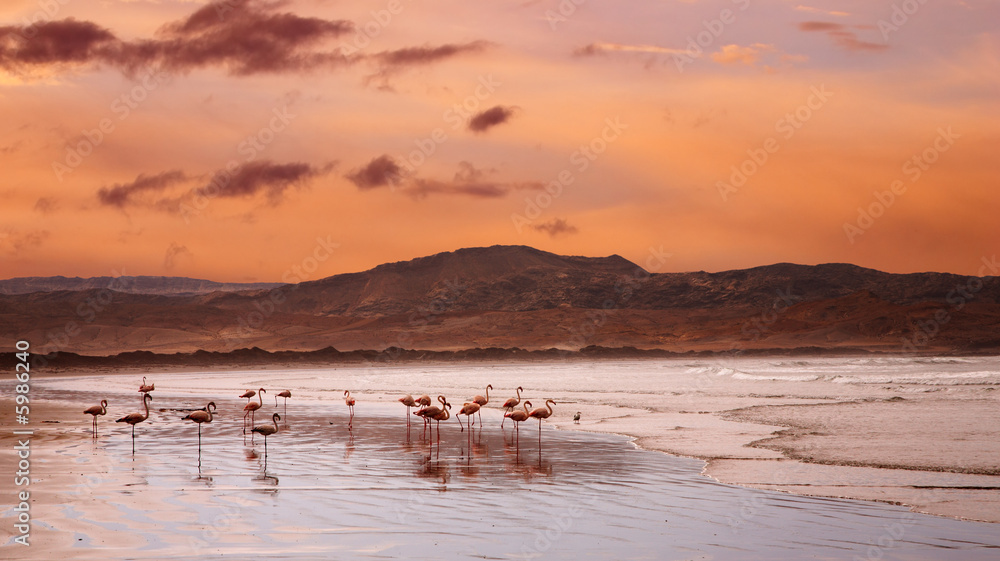 纳米比亚大西洋海岸海滩上的火烈鸟