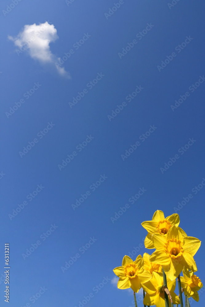 Daffodils over a  blue sky, and a little cloud