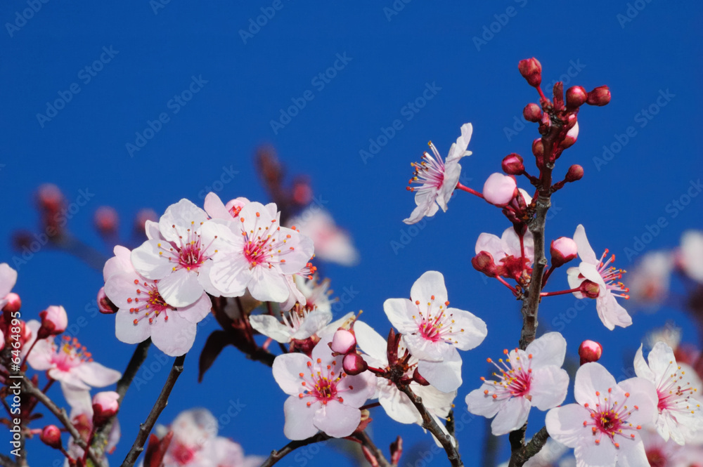 苹果在早春开花。拍摄于加利福尼亚州拉克斯普尔。