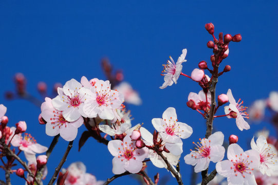 苹果在早春开花。摄于加州的拉克斯皮。