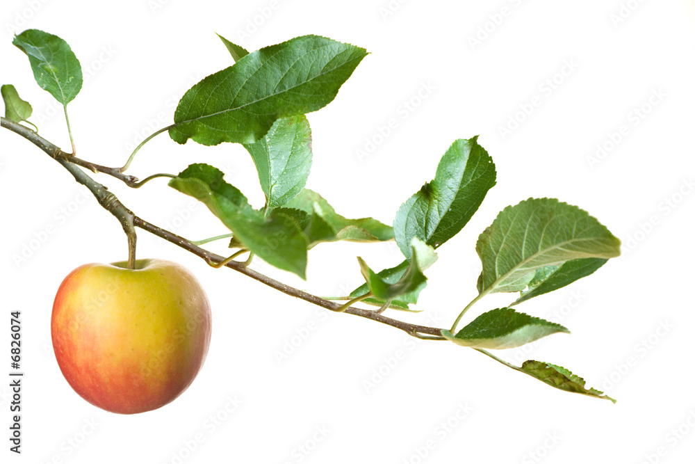 树枝上的苹果核
