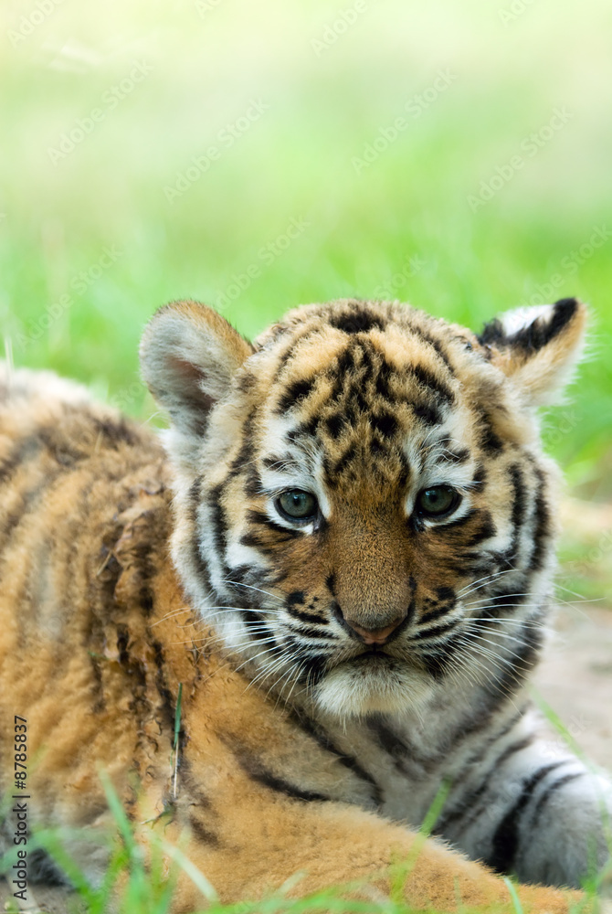 可爱的西伯利亚虎幼崽（老虎Panthera tigris altaica）