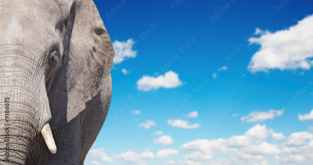 蓝天背景下的非洲大象