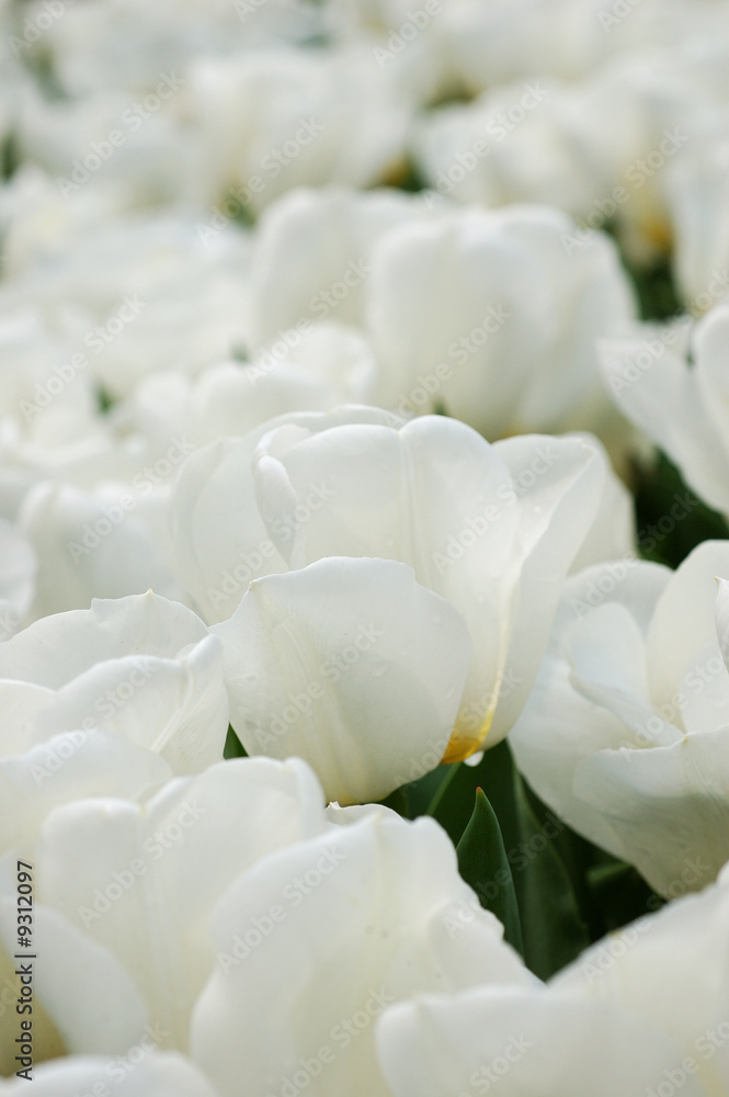 Close up of beautiful white tulips