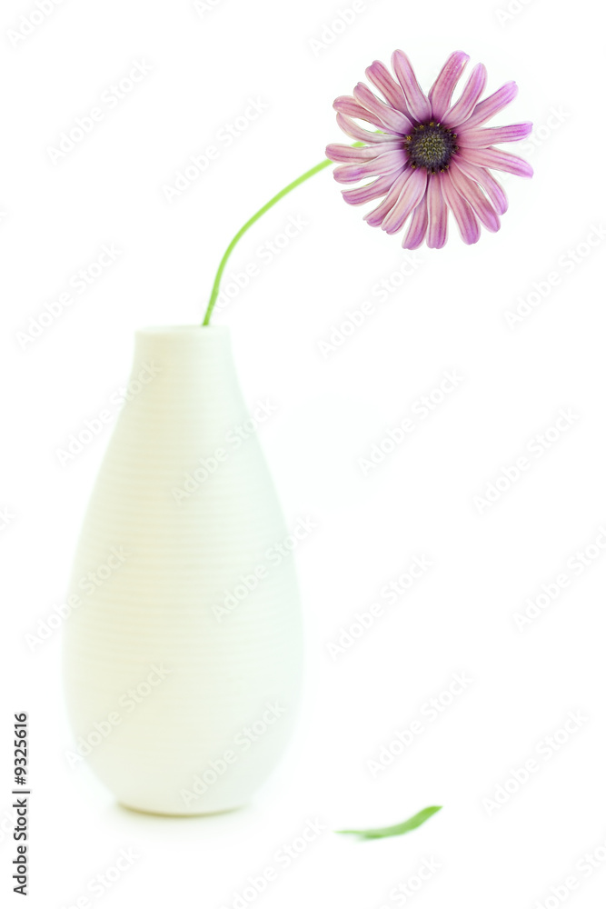 Pink Daisy in a white vase on white background