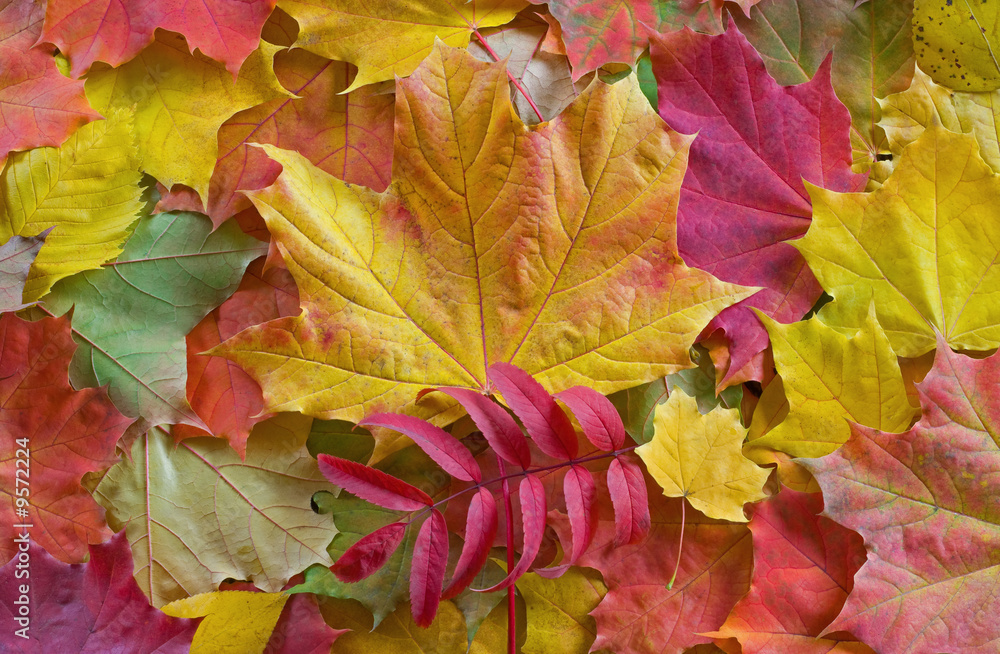 秋天落叶的彩色背景图像