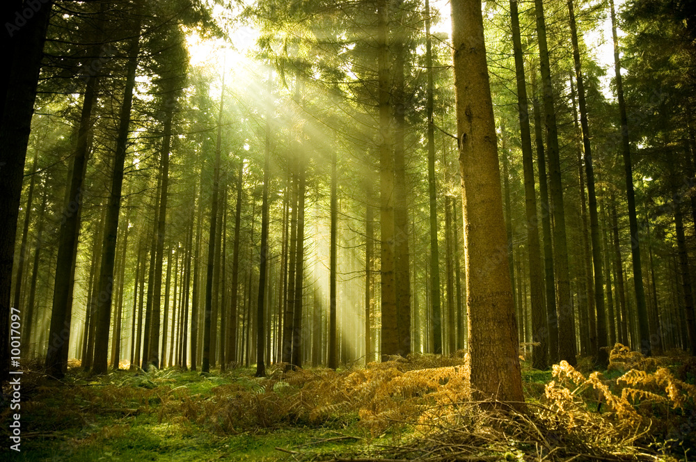 松树林，最后的阳光透过树林照耀。