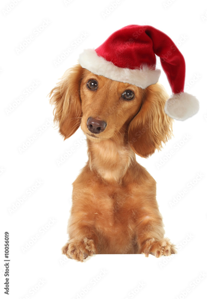 Santa dachshund topper