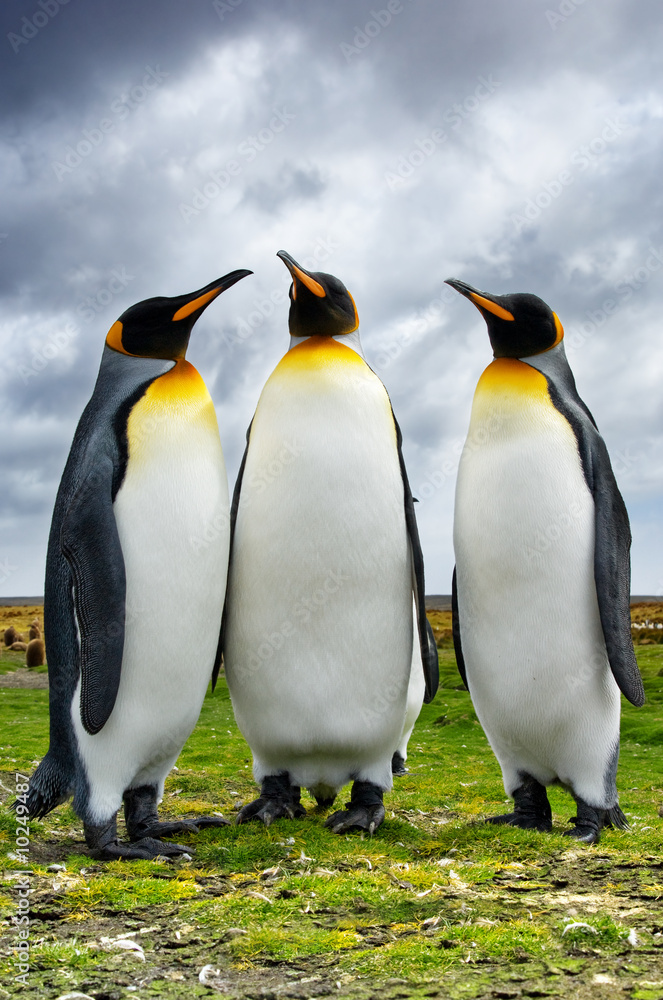 志愿者点的三只国王企鹅