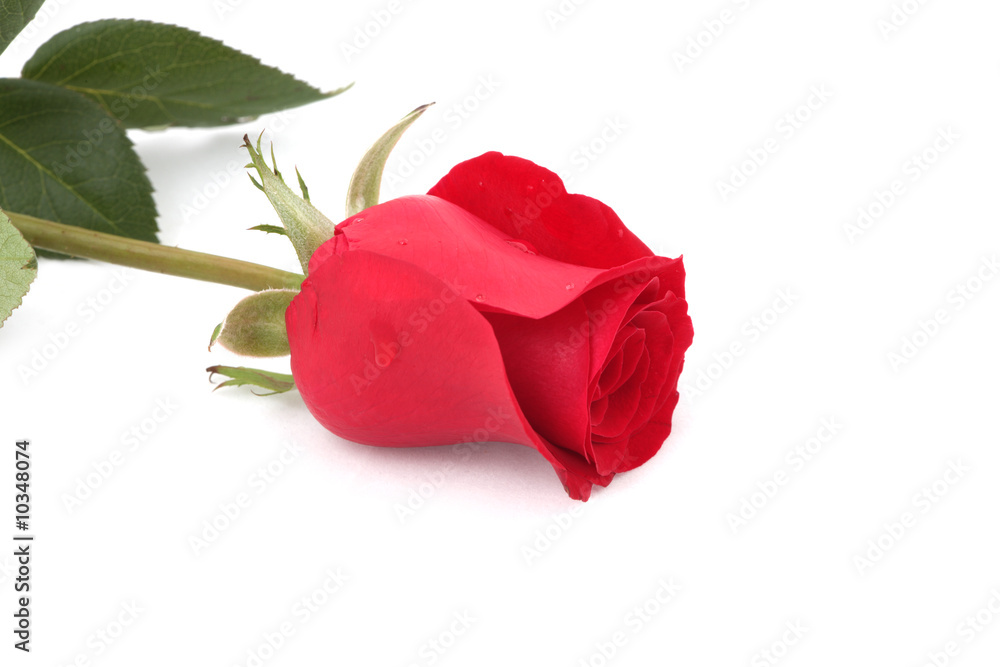 single red rose with leaves on a white background