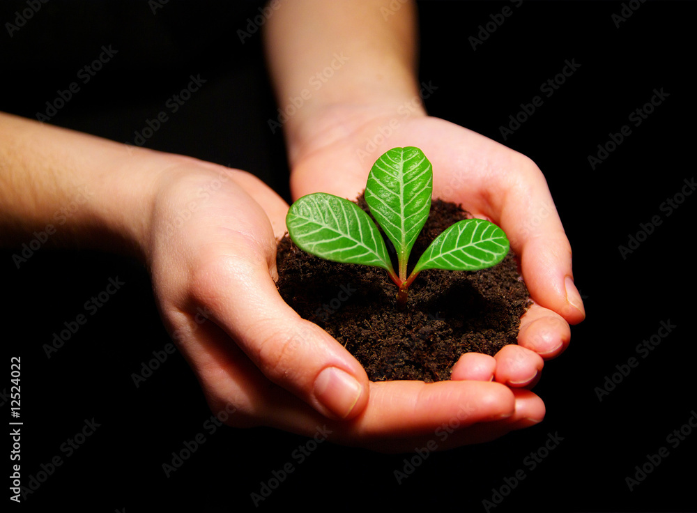 plant in hands
