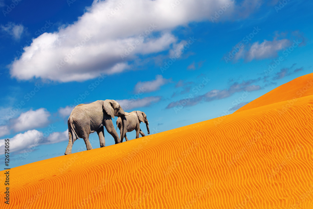 Desert fantasy, elephants walking
