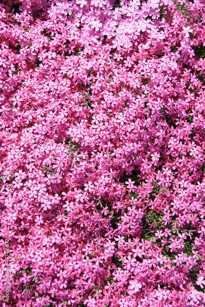 Pink flowers. Arabis caucasica