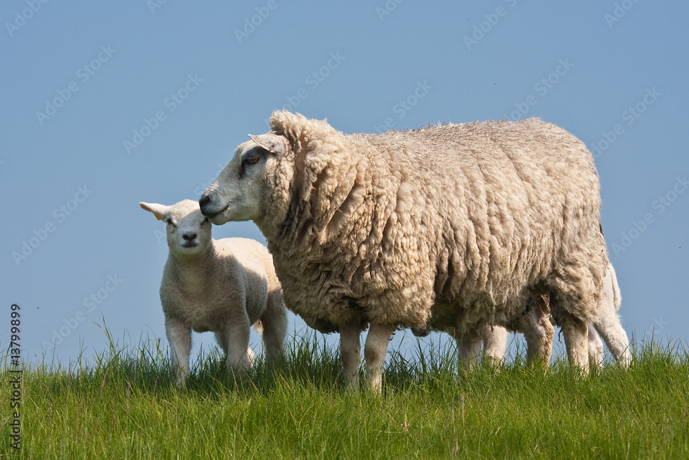绵羊与羔羊