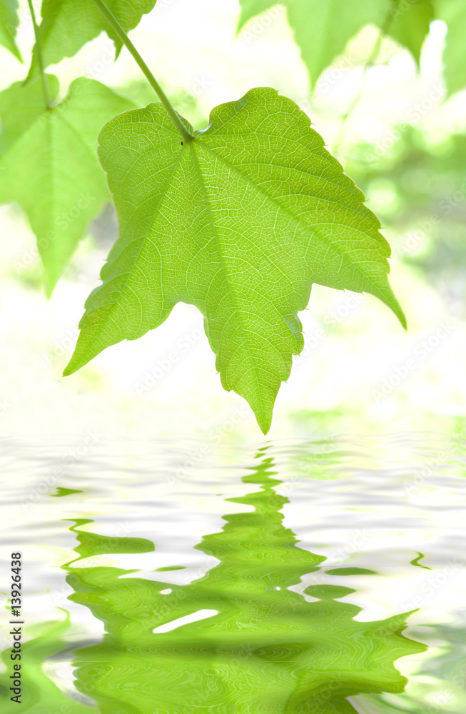 金绿色的叶子在水中反射