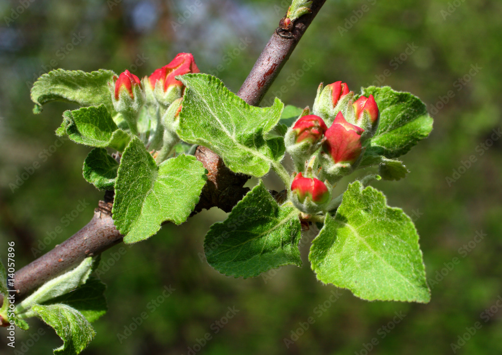 red buds on apple-tree