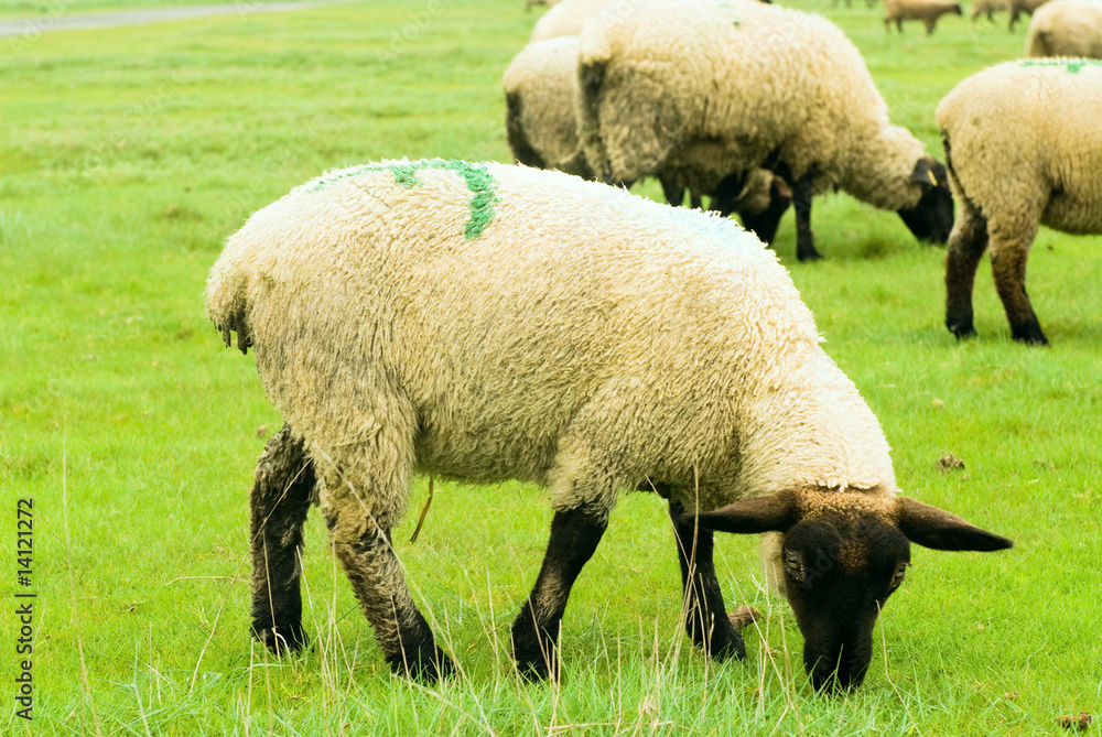 法国圣米歇尔山附近草地上的小绵羊