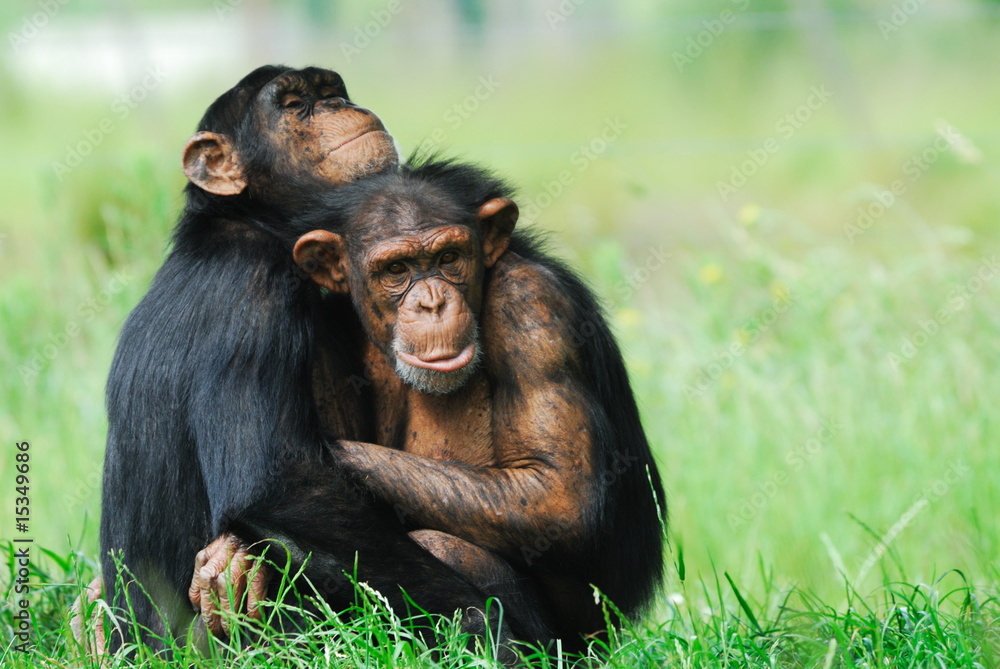 两只可爱的黑猩猩