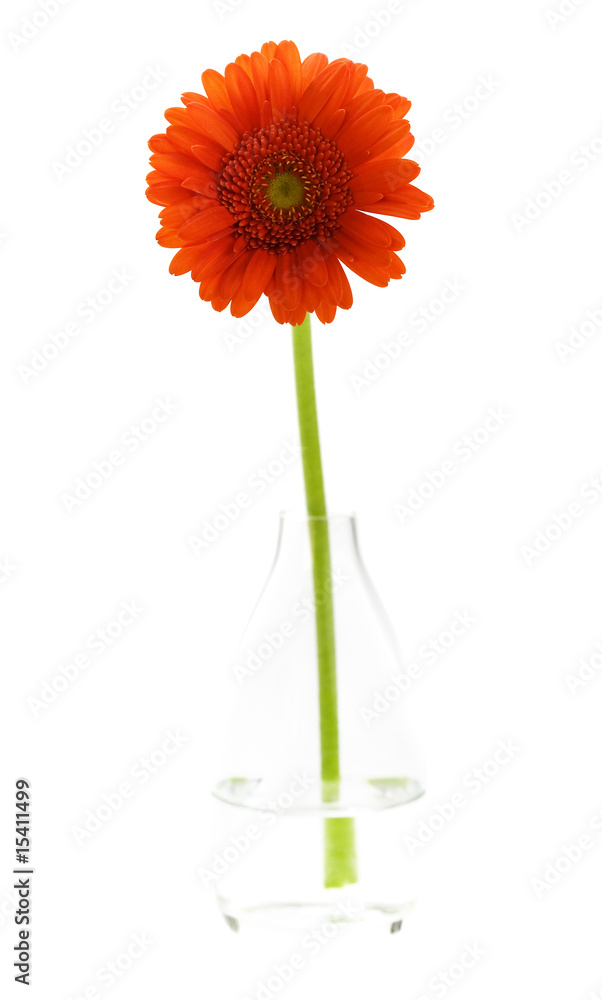 花瓶里的橙色雏菊