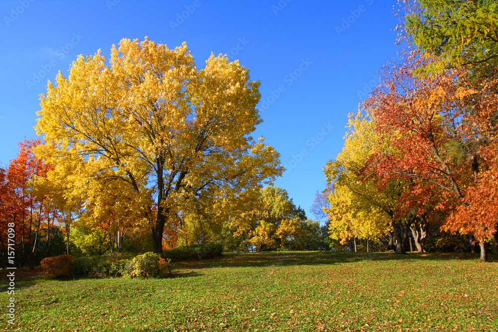 秋季公园树木景观
