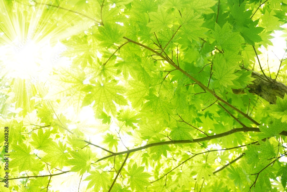 Green maple leaves with sun beams