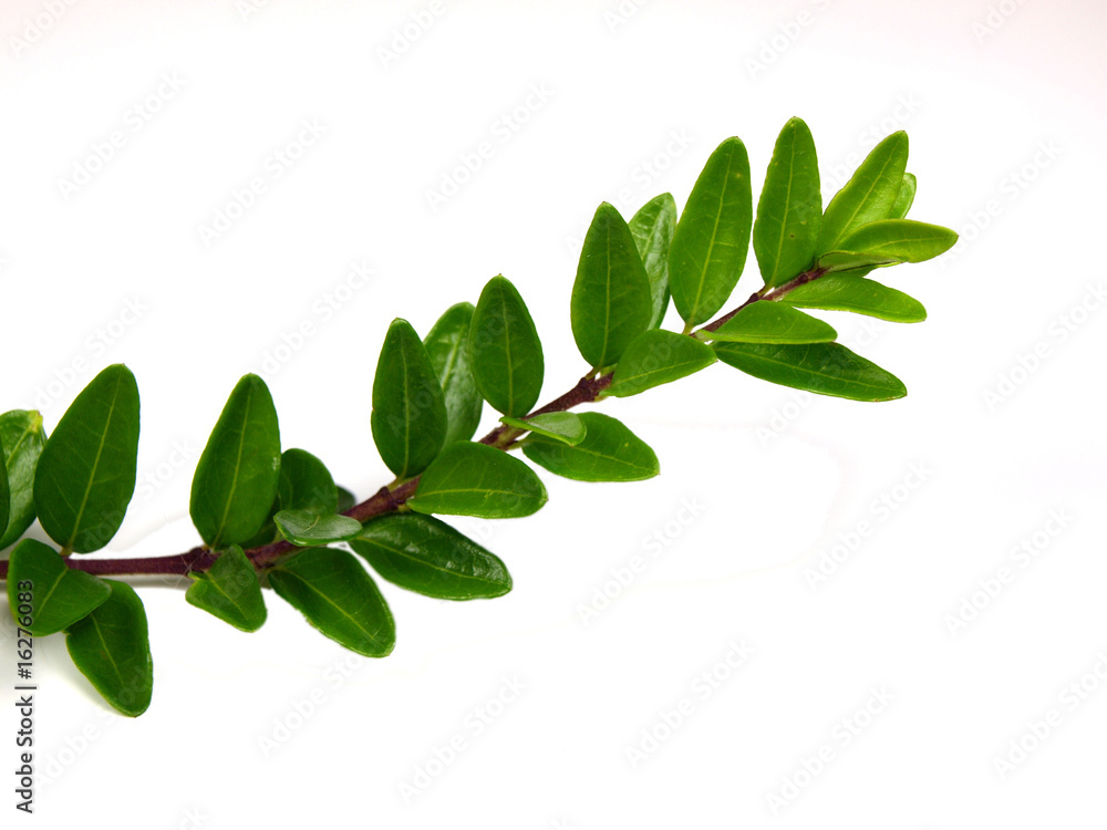 Fresh brench with green leaves on white background