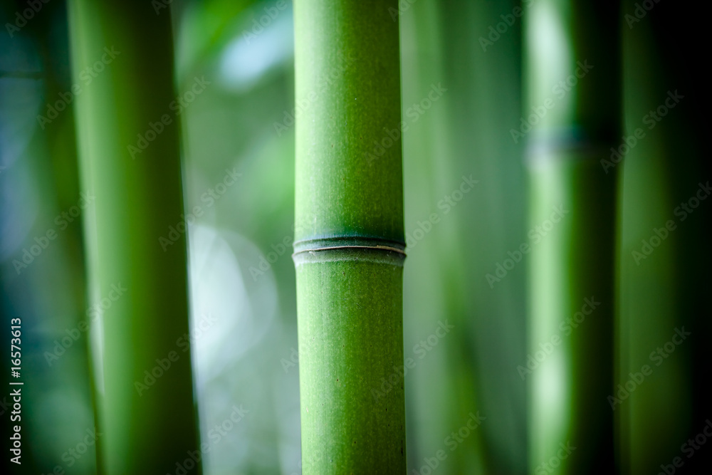 Bambou禅