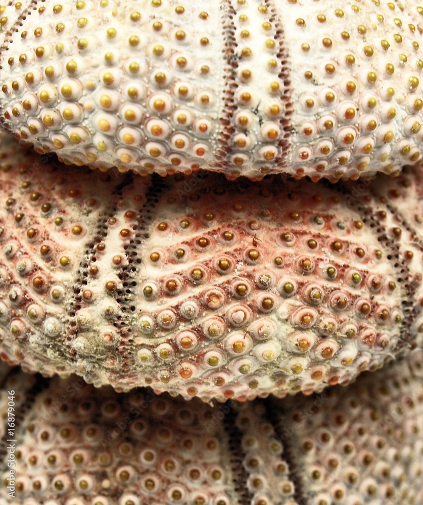 海胆壳