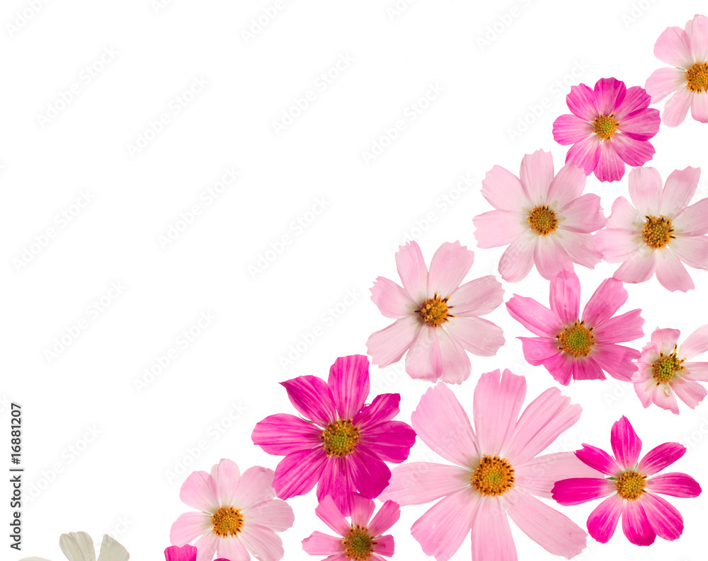 白色背景上粉色花朵的美丽边框