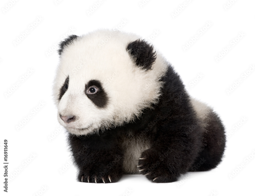 大熊猫，4个月大，在白色背景前，