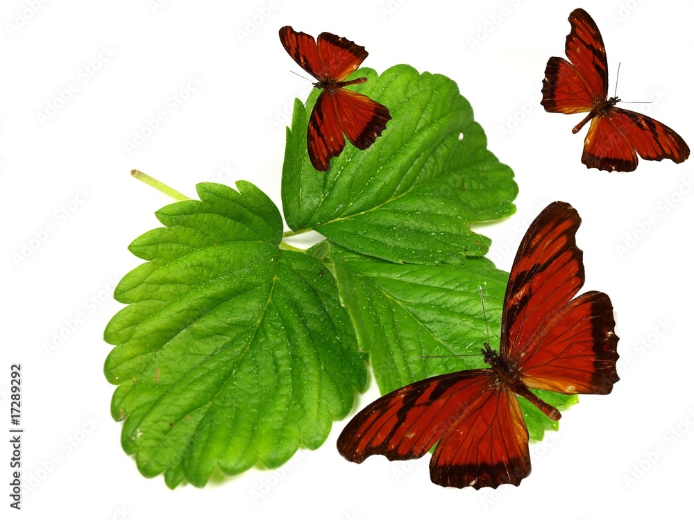 新鲜绿叶上的异国蝴蝶