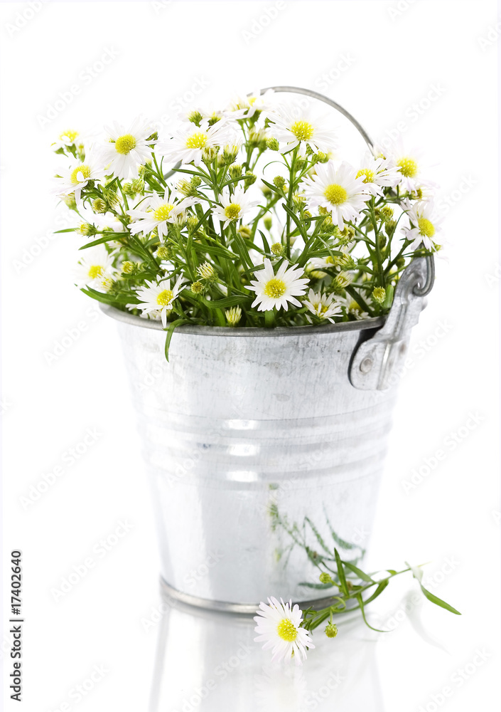 花盆里的白花